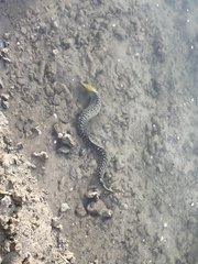 Gymnothorax undulatus