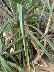 Pandanus