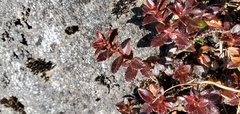 Gaultheria trichophylla