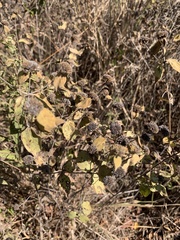 Pycnanthemum muticum