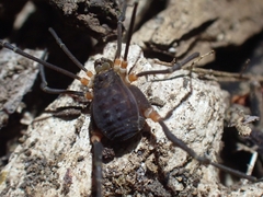 Octobunus singularis