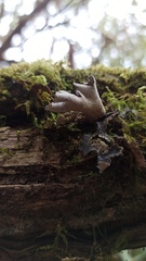 Lobariaceae