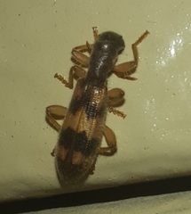 Cymatodera undulata