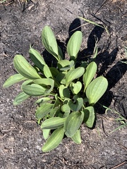 Arnoglossum
