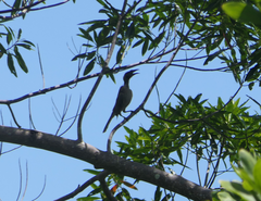 Philemon buceroides yorki
