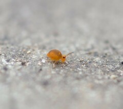 Sminthurinus henshawi