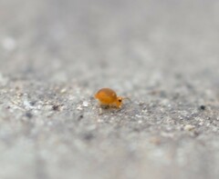 Sminthurinus henshawi