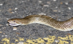 Arizona elegans elegans