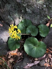 Farfugium japonicum