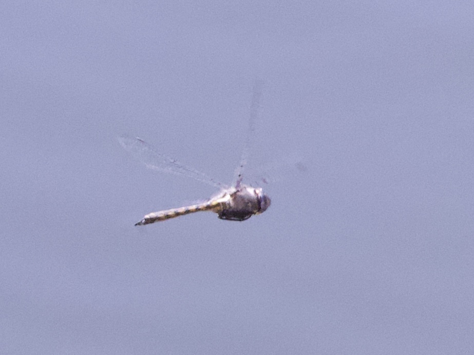 Dot-winged Baskettail