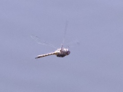 Epitheca petechialis