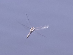 Epitheca petechialis