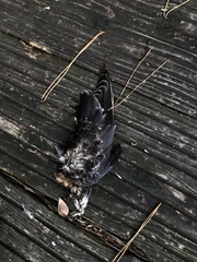 Streptopelia orientalis