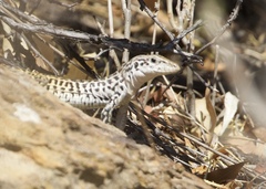 Aspidoscelis tesselatus