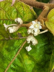 Commersonia bartramia