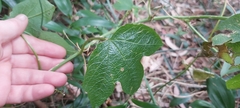Passiflora cinnabarina