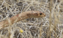Masticophis flagellum testaceus
