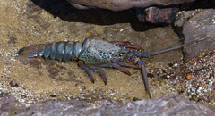 Sagmariasus verreauxi