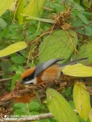 Aegithalos concinnus