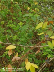 Aegithalos concinnus