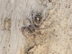 Phidippus carolinensis