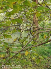 Aegithalos concinnus