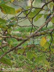 Aegithalos concinnus