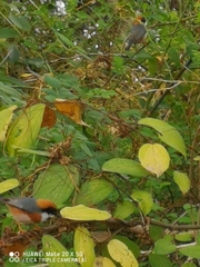 Aegithalos concinnus