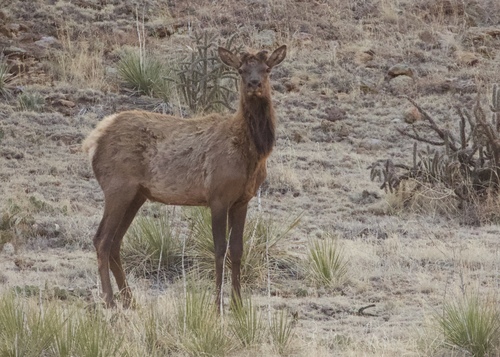 Elk photographed in Oklahoma