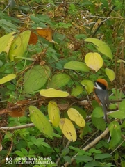 Aegithalos concinnus