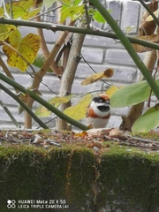 Aegithalos concinnus