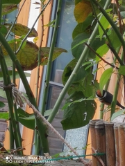 Aegithalos concinnus