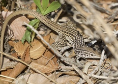 Aspidoscelis tesselatus