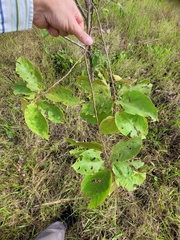 Commersonia bartramia