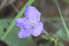 Ruellia humilis