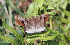 Odontoptilum angulata