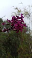 Epidendrum jamiesonis
