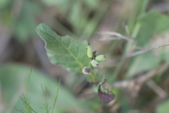 Ruellia humilis