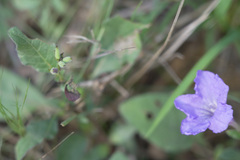 Ruellia humilis