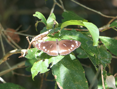 Euploea core corinna