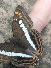 Adelpha alala