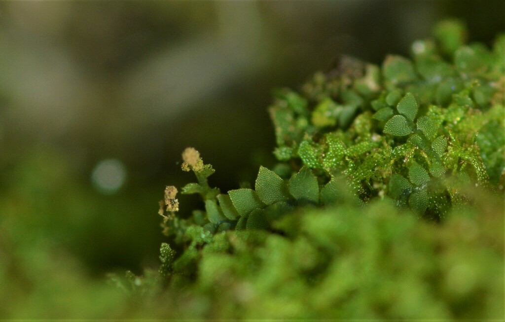 Appalachian shoestring fern