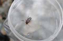 Blattoidae