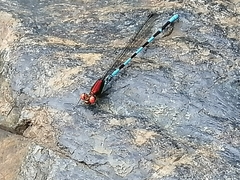 Argia oenea