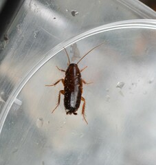 Blattoidae