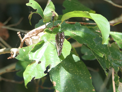 Euploea core corinna
