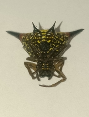 Macracantha hasselti