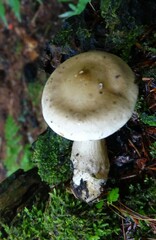 Ampulloclitocybe