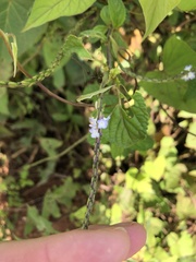 Stachytarpheta