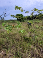 Commersonia bartramia